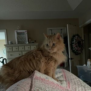 Meet your Posher, Susan